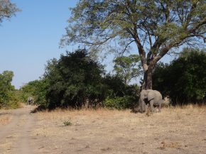 
Il y a plusieurs moyens de voyager de l Europe à l Afrique du Sud pour visiter les réserves naturelles et faire des safaris. Vo