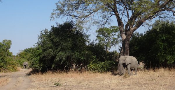 
Il y a plusieurs moyens de voyager de l Europe à l Afrique du Sud pour visiter les réserves naturelles et faire des safaris. Vo