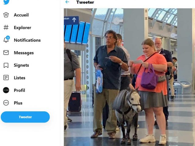 United States: animals of "emotional support" except dogs are no longer accepted on board 1 Air Journal
