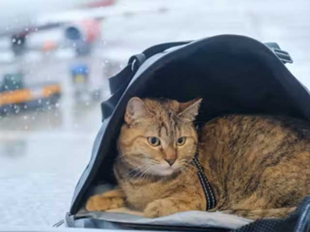 Un chat fait trois vols en 24 heures après avoir été oublié dans la soute d’un avion 3 Air Journal