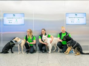 Des chiens entraînés à détecter le coronavirus ont commencé cette semaine à renifler des passagers volontaires à l aéropor