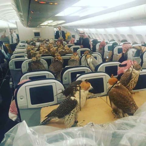 Insolite 80 Faucons à Bord Dun Avion Photo Air Journal