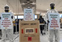 Transport de primates : PETA proteste au comptoir d'Ethiopian Airlines à Paris-CDG 2 Air Journal