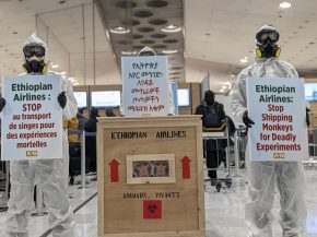 Transport de primates : PETA proteste au comptoir d'Ethiopian Airlines à Paris-CDG 1 Air Journal