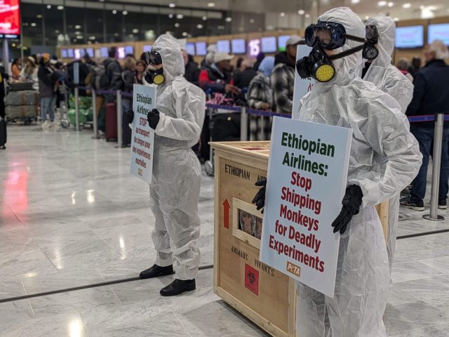 Transport de primates : PETA proteste au comptoir d'Ethiopian Airlines à Paris-CDG 2 Air Journal